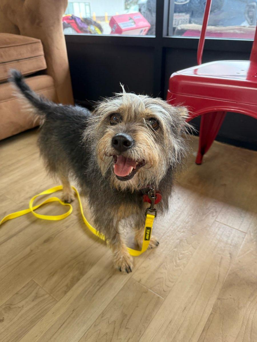 26Happy, ADOPTABLE, Senior Female Terrier.