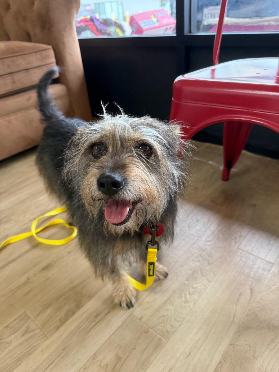 Enlarge 26Happy, a ADOPTABLE mixed breed in Shingle Springs, CA image 3/4