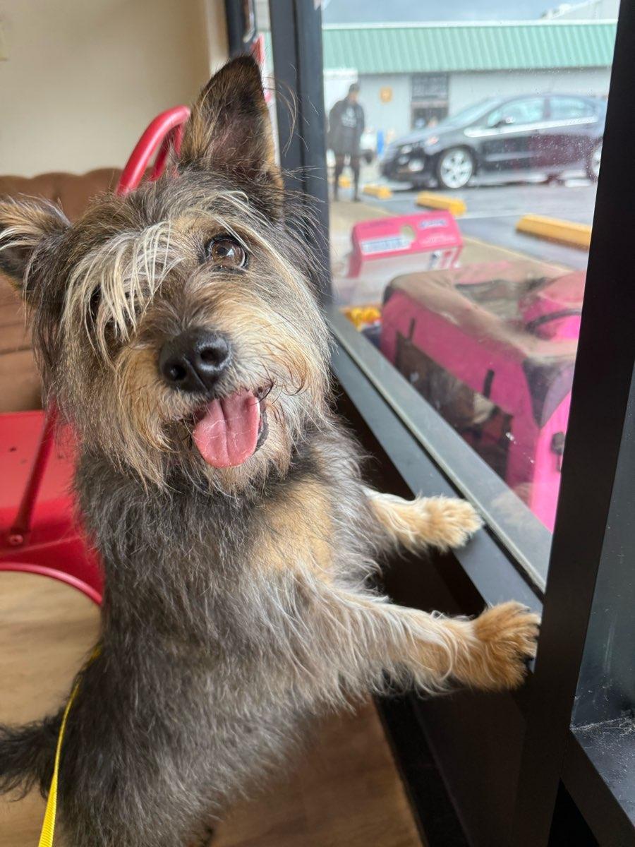 Enlarge 26Happy, a ADOPTABLE mixed breed in Shingle Springs, CA image 2/4