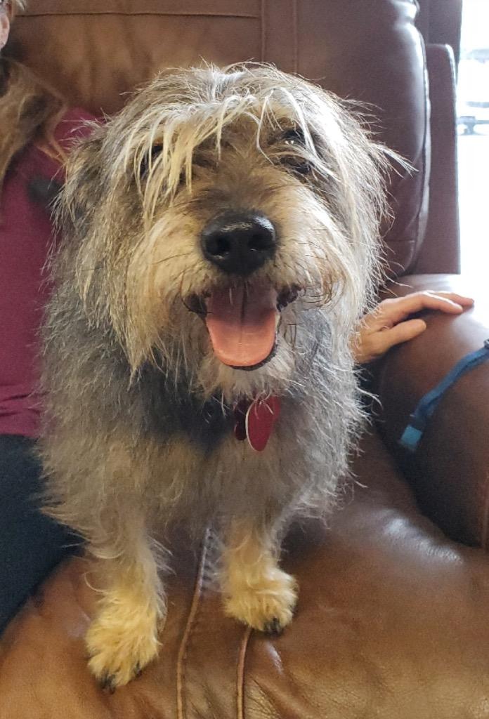 Enlarge 26Happy, a ADOPTABLE mixed breed in Shingle Springs, CA image 4/4