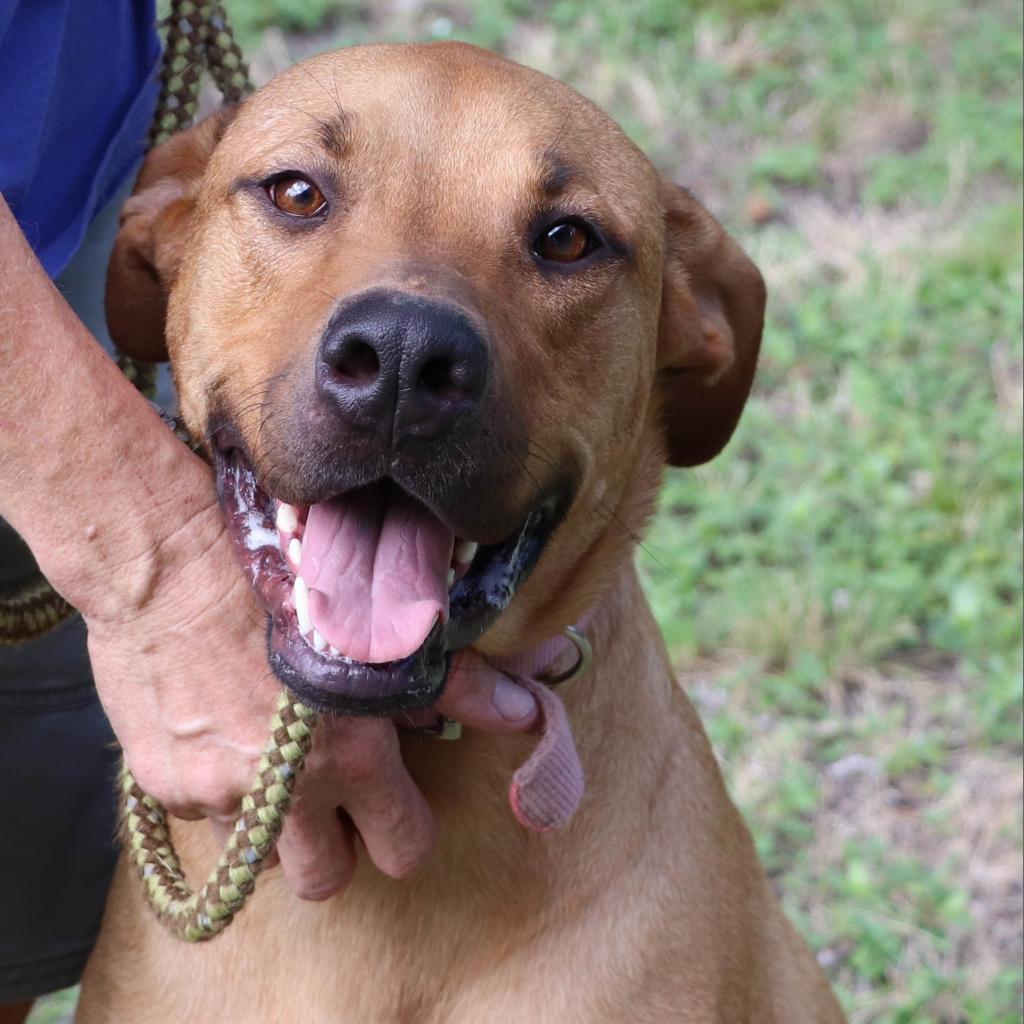 Sulley, Adoptable, Adult Male Retriever & Mastiff.