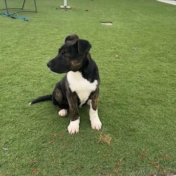 BEAR (AVAILABLE FEBRUARY 20, 2026), ADOPTABLE, Young Male Shepherd.