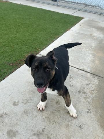 Enlarge BEAR (AVAILABLE FEBRUARY 20, 2026), a ADOPTABLE mixed breed in Wasco, CA image 2/3