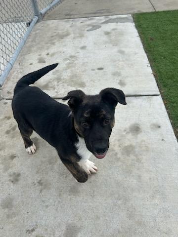 Enlarge BEAR (AVAILABLE FEBRUARY 20, 2026), a ADOPTABLE mixed breed in Wasco, CA image 3/3