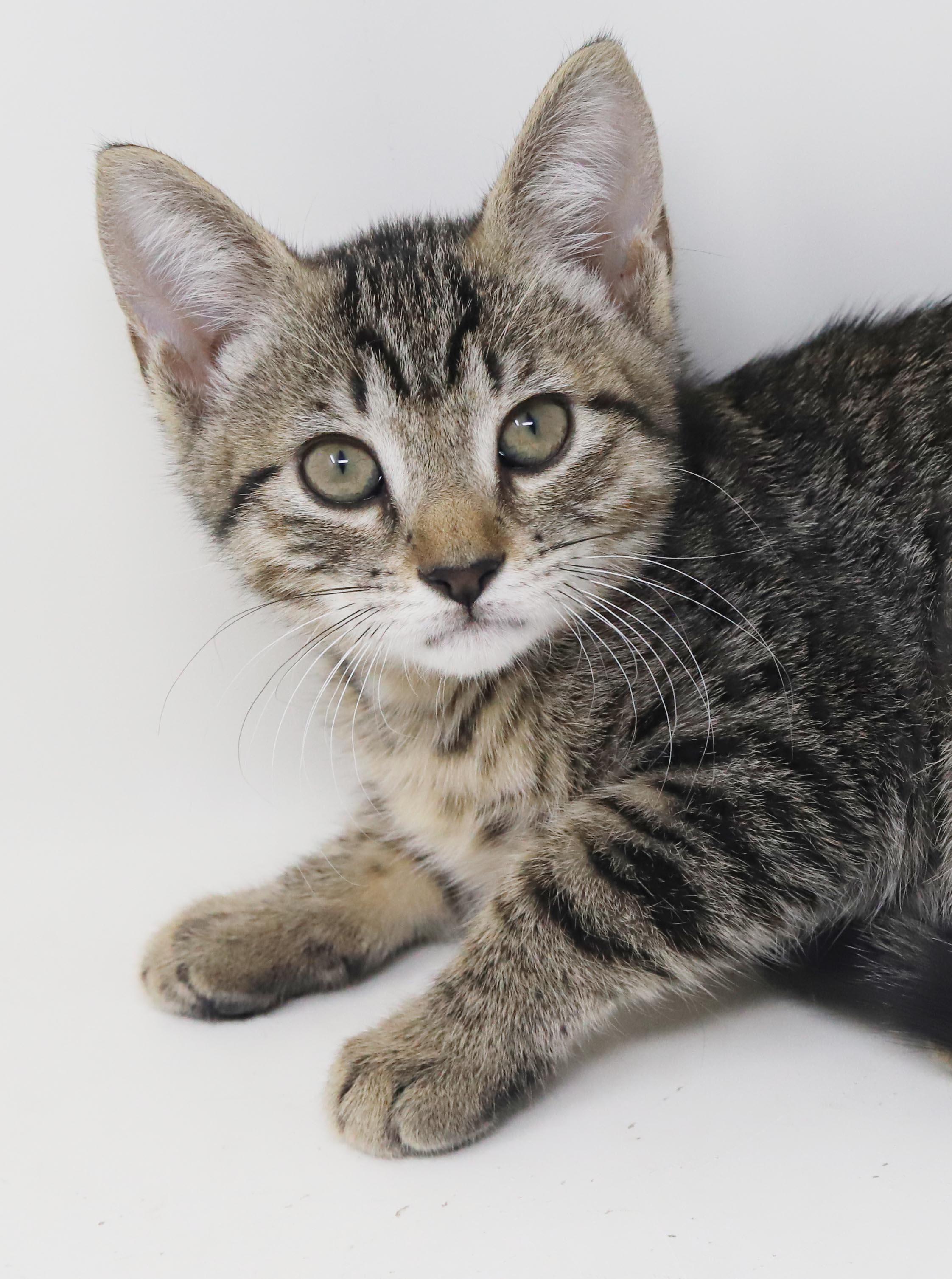 Enlarge October is celebrating the spirit of fall with extra snuggles n' kisses, a Adoptable mixed breed in Bedford Hills, NY image 1/6