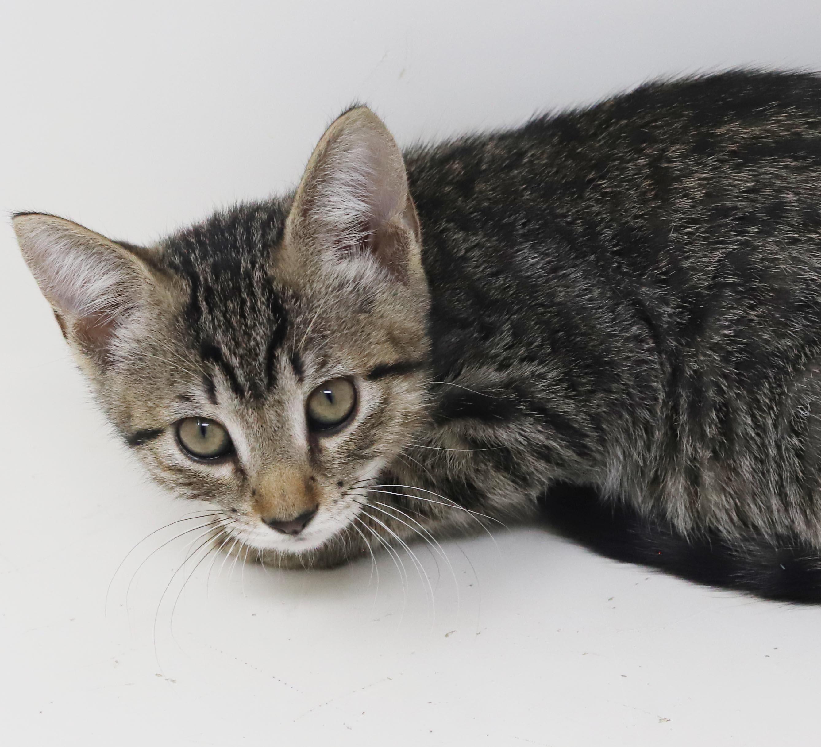 Enlarge October is celebrating the spirit of fall with extra snuggles n' kisses, a Adoptable mixed breed in Bedford Hills, NY image 5/6