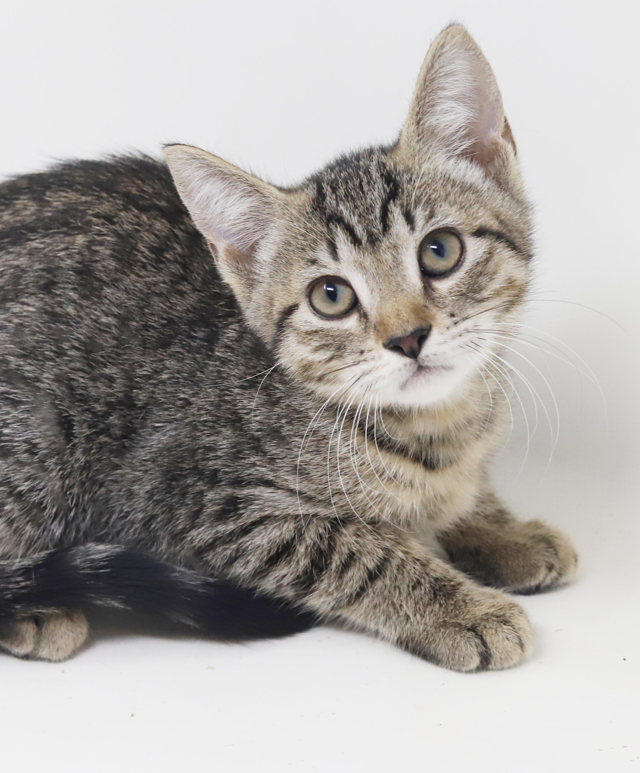Enlarge October is celebrating the spirit of fall with extra snuggles n' kisses, a Adoptable mixed breed in Bedford Hills, NY image 3/6