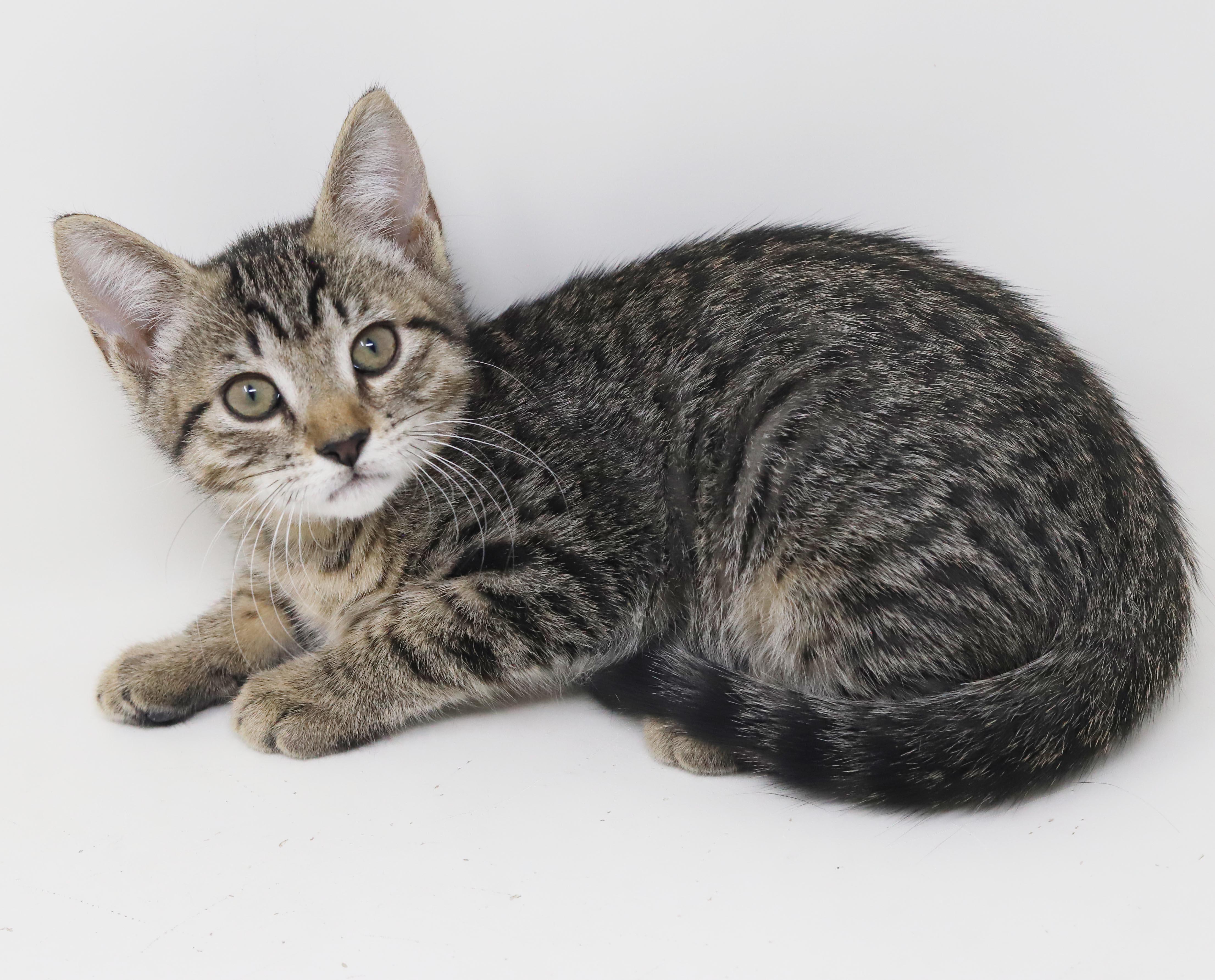 Enlarge October is celebrating the spirit of fall with extra snuggles n' kisses, a Adoptable mixed breed in Bedford Hills, NY image 6/6