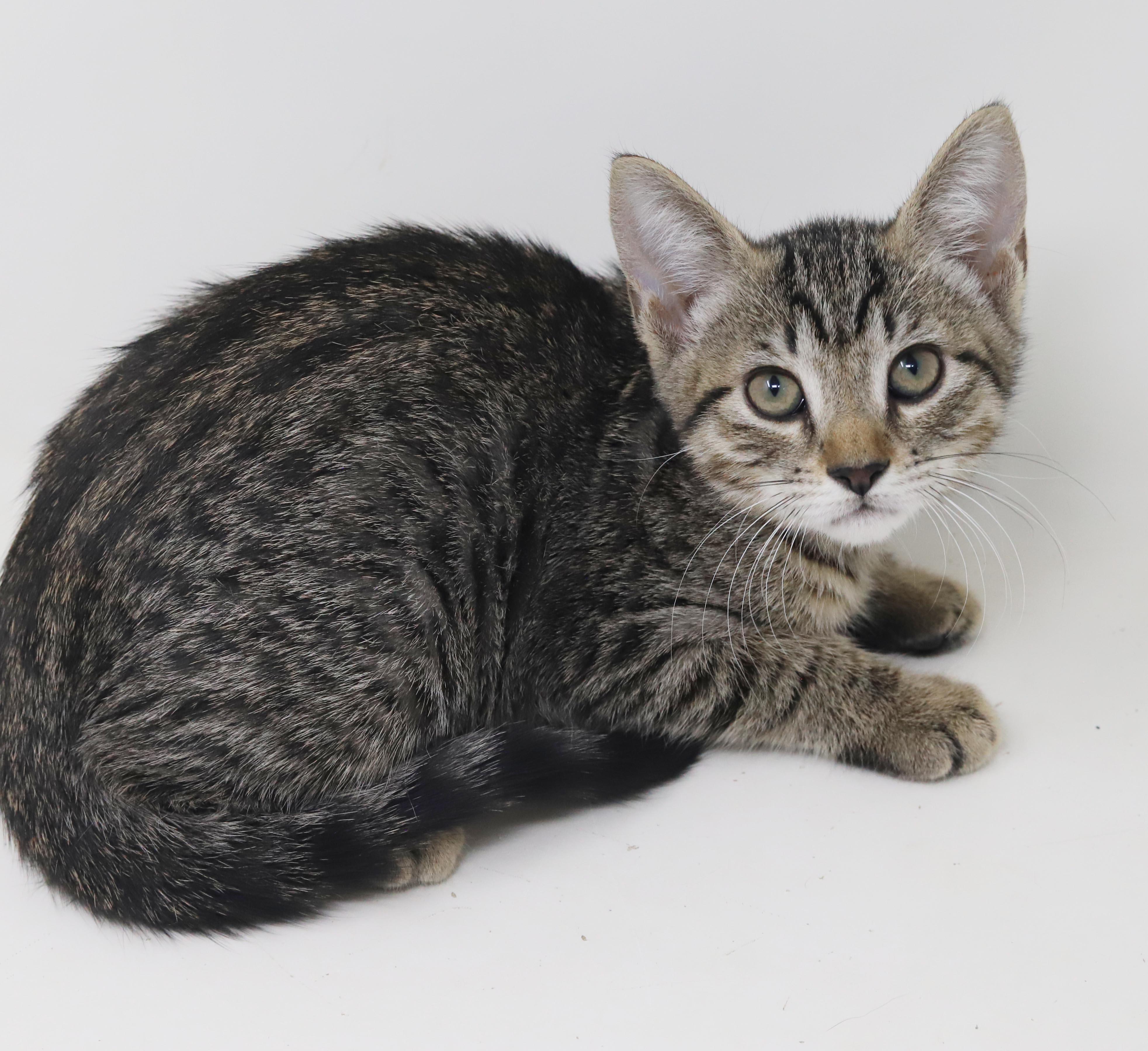 Enlarge October is celebrating the spirit of fall with extra snuggles n' kisses, a Adoptable mixed breed in Bedford Hills, NY image 4/6