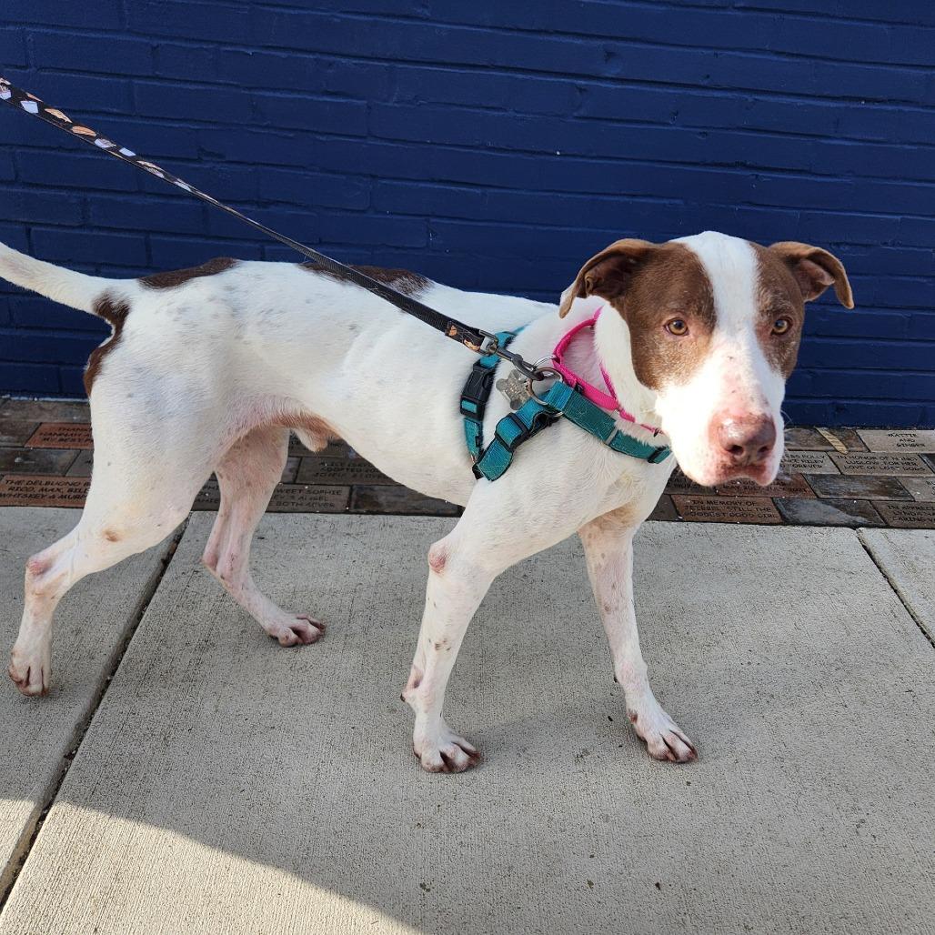 Roller, a Adoptable mixed breed in Falls Church, VA image 1/6