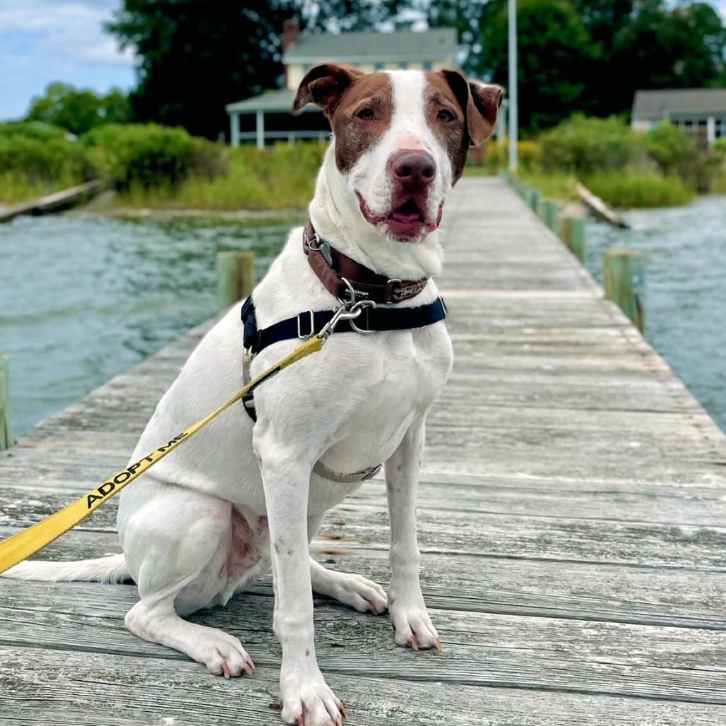 Roller, a Adoptable mixed breed in Falls Church, VA image 2/6