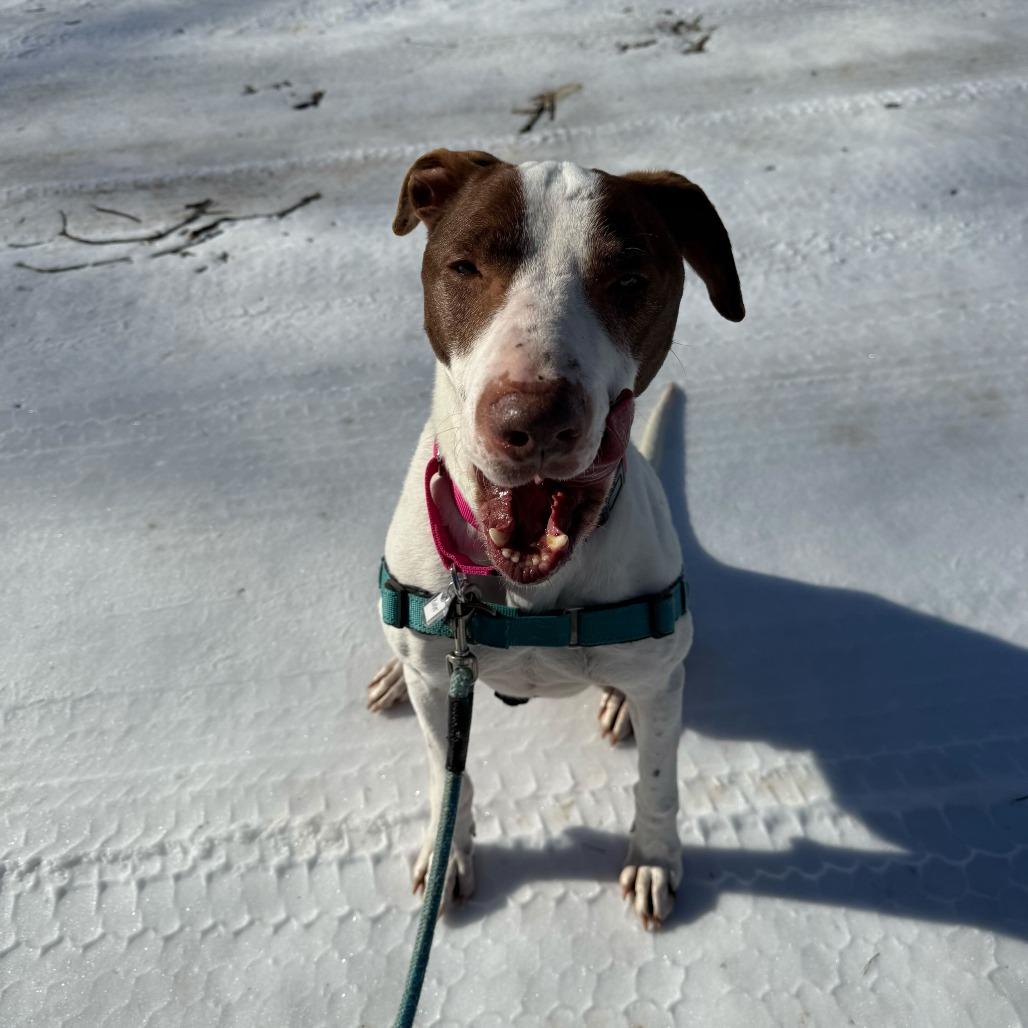 Roller, a Adoptable mixed breed in Falls Church, VA image 5/6