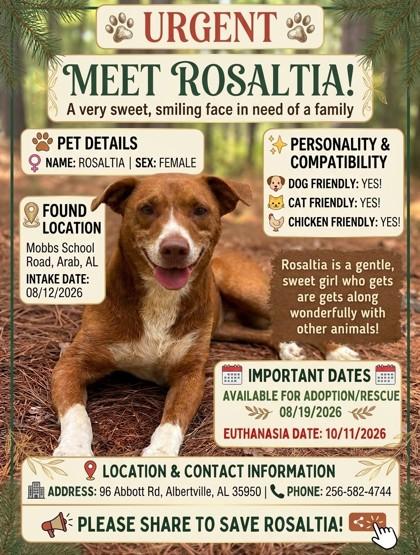 Rosalita, Adoptable, Adult Female Labrador Retriever & Mixed Breed.