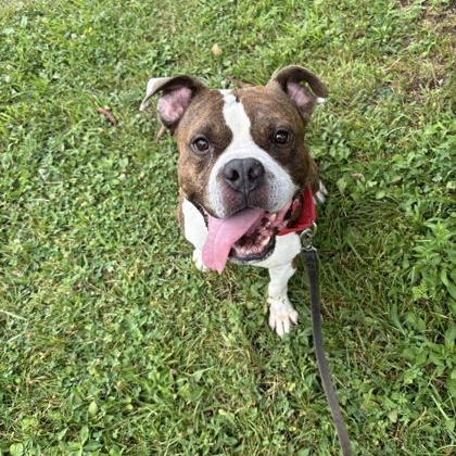 Butterball, Adoptable, Adult Male Pit Bull Terrier.