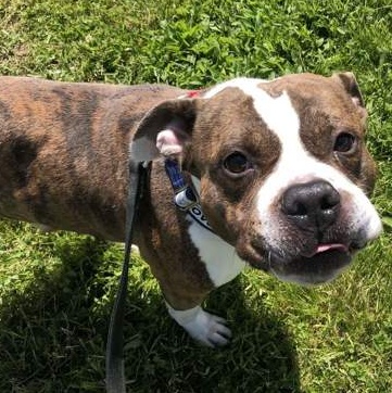 Enlarge Butterball, a Adoptable Pit Bull Terrier in Syracuse, NY image 2/2