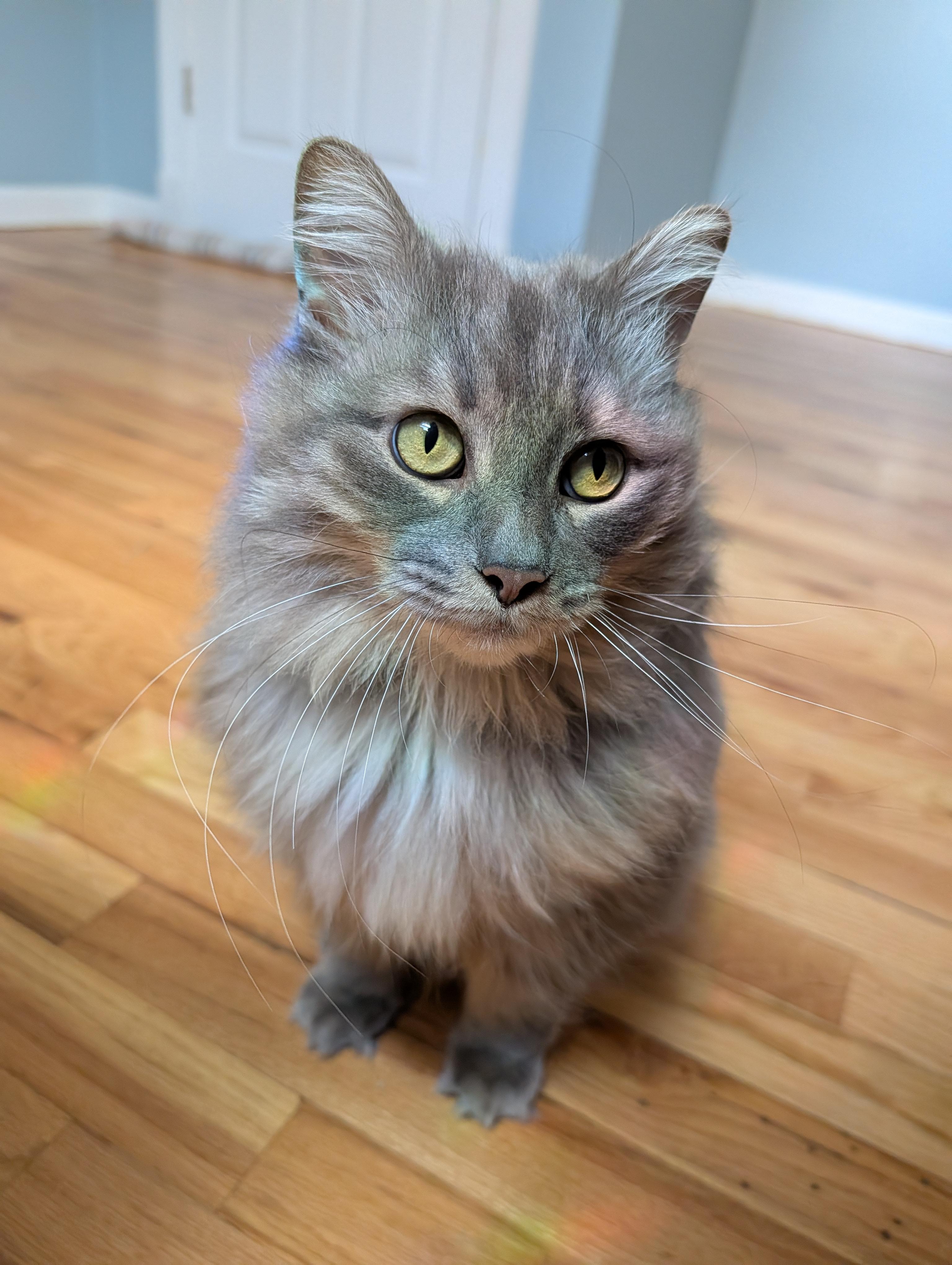 Willow, a ADOPTABLE Domestic Long Hair in West Berlin, NJ image 6/6