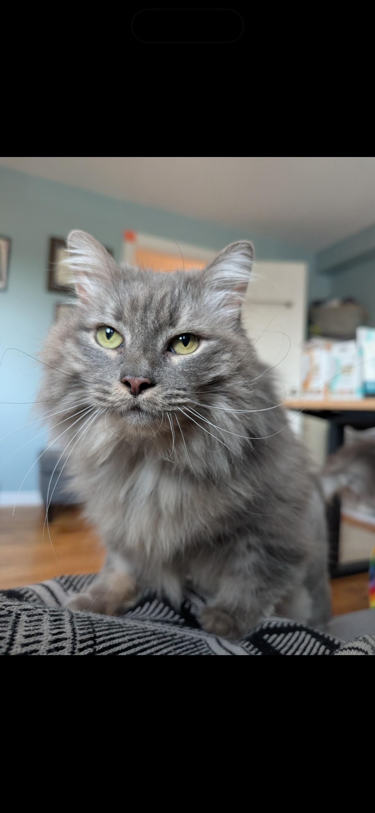 Willow, a ADOPTABLE Domestic Long Hair in West Berlin, NJ image 2/6