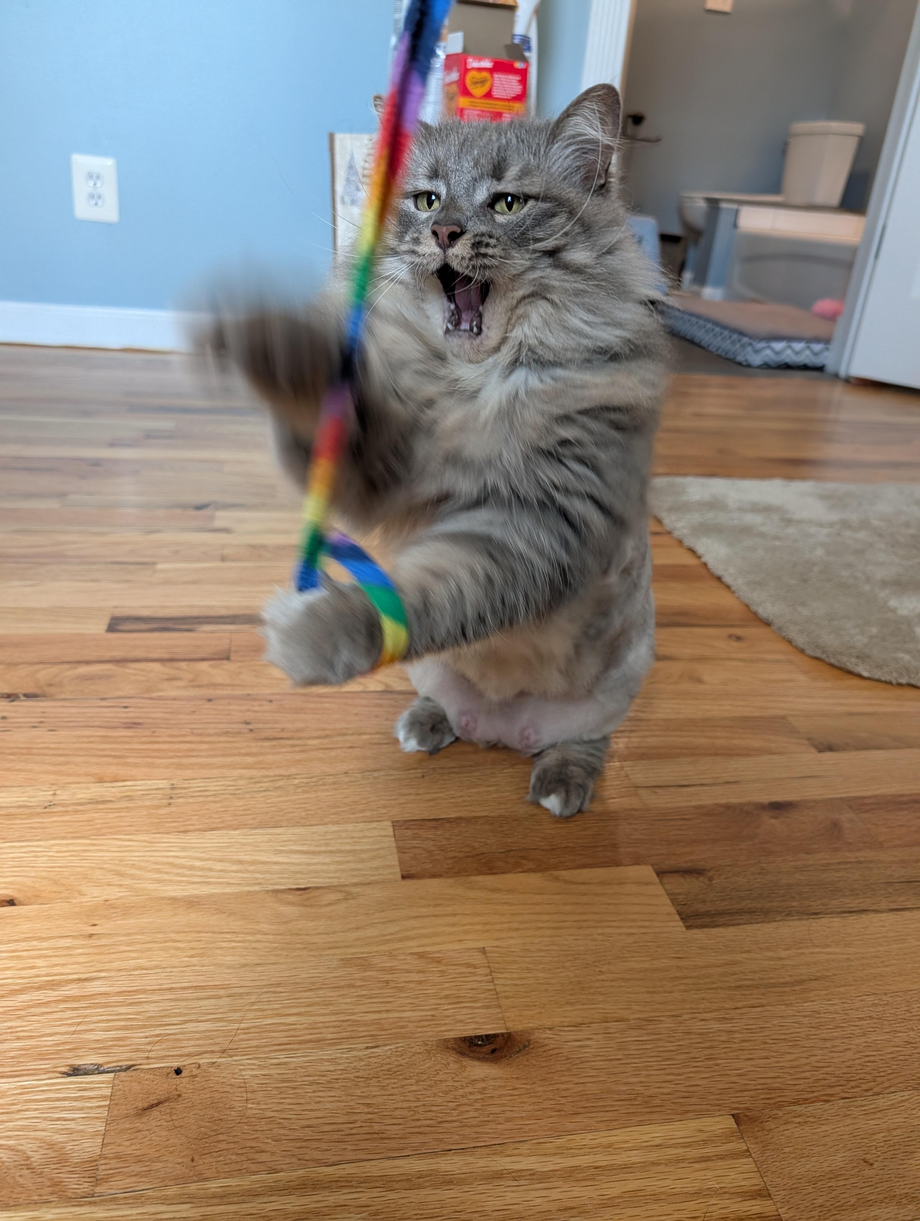 Willow, a ADOPTABLE Domestic Long Hair in West Berlin, NJ image 3/6