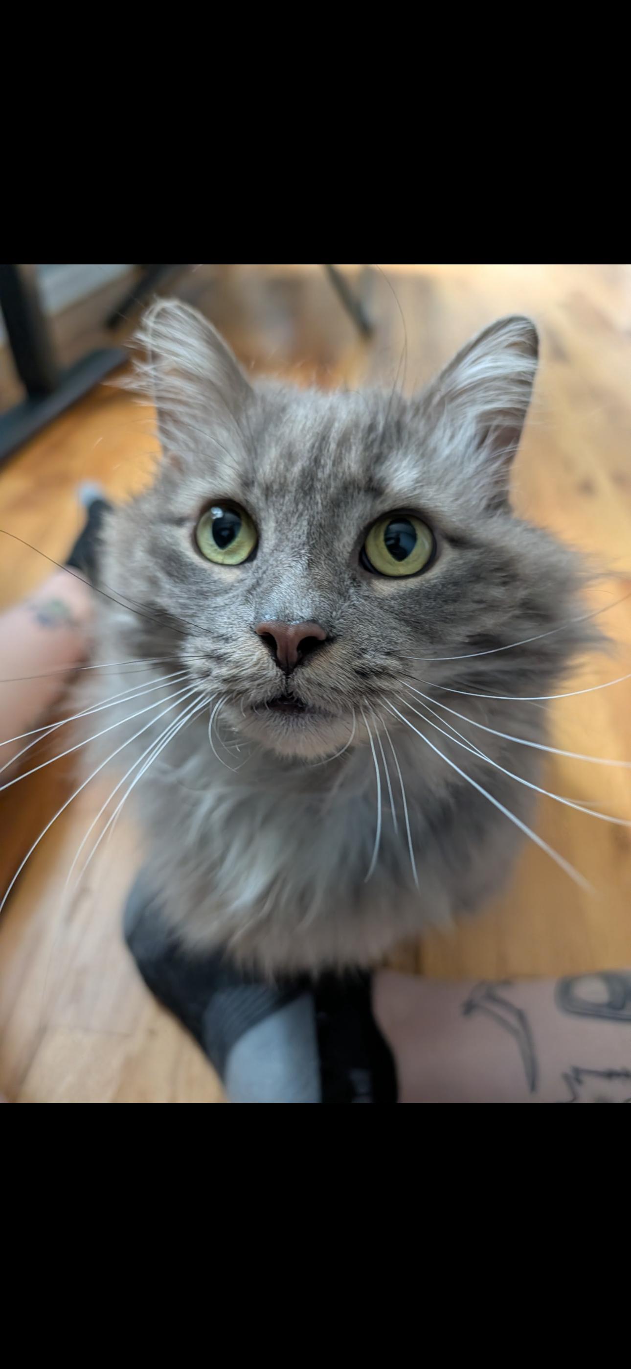 Willow, a ADOPTABLE Domestic Long Hair in West Berlin, NJ image 4/6