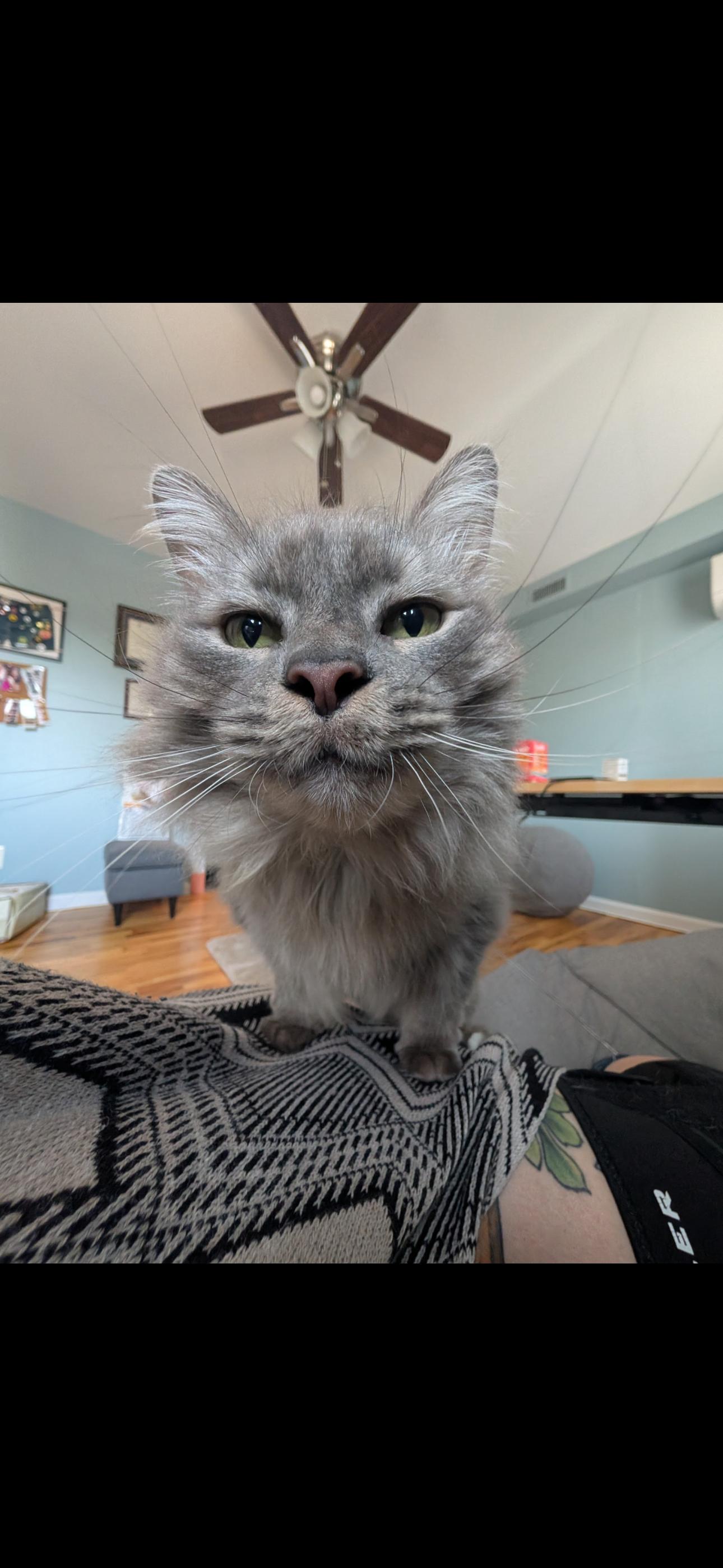 Willow, a ADOPTABLE Domestic Long Hair in West Berlin, NJ image 5/6