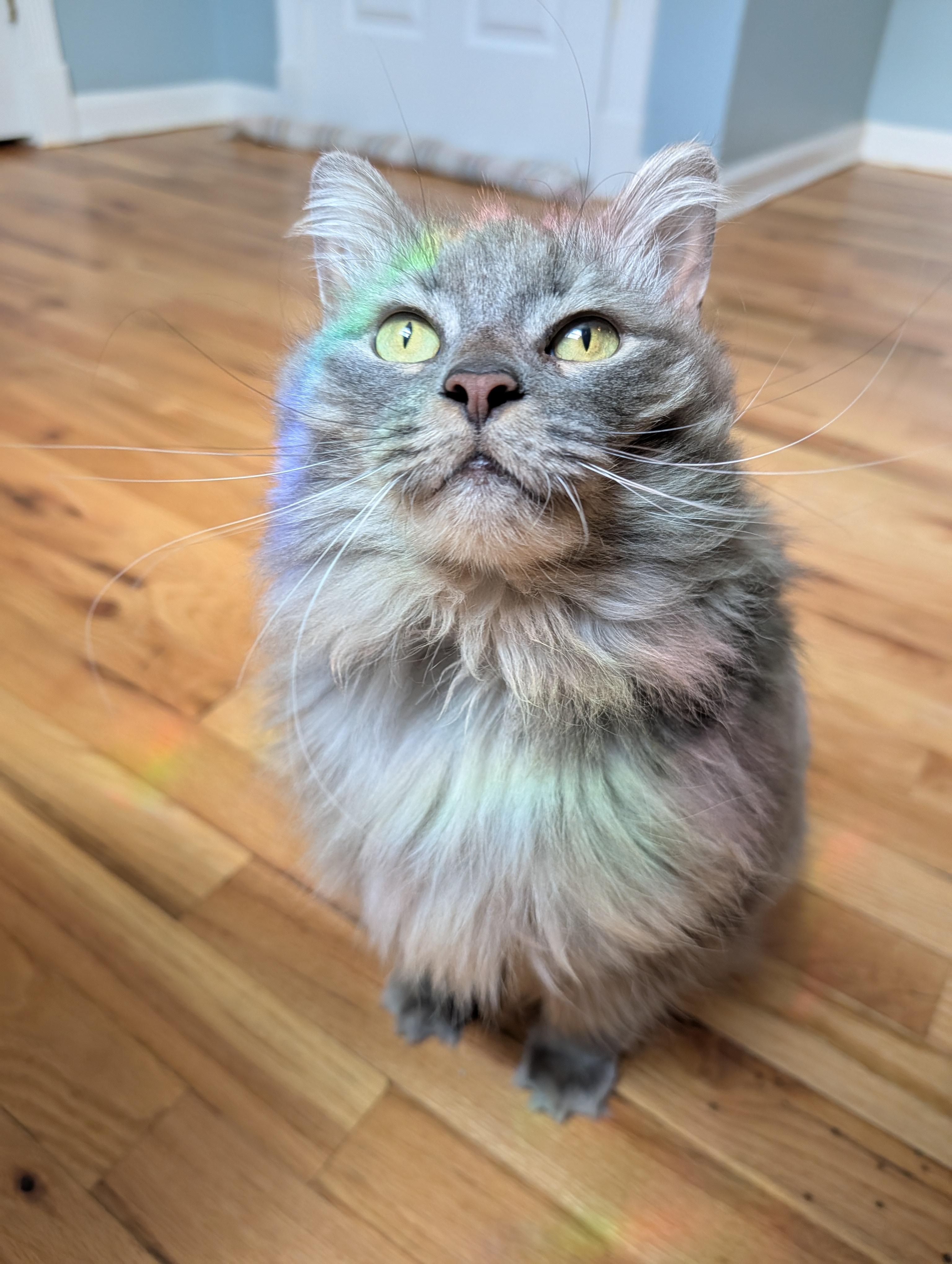 Willow, ADOPTABLE, Adult Female Domestic Long Hair.