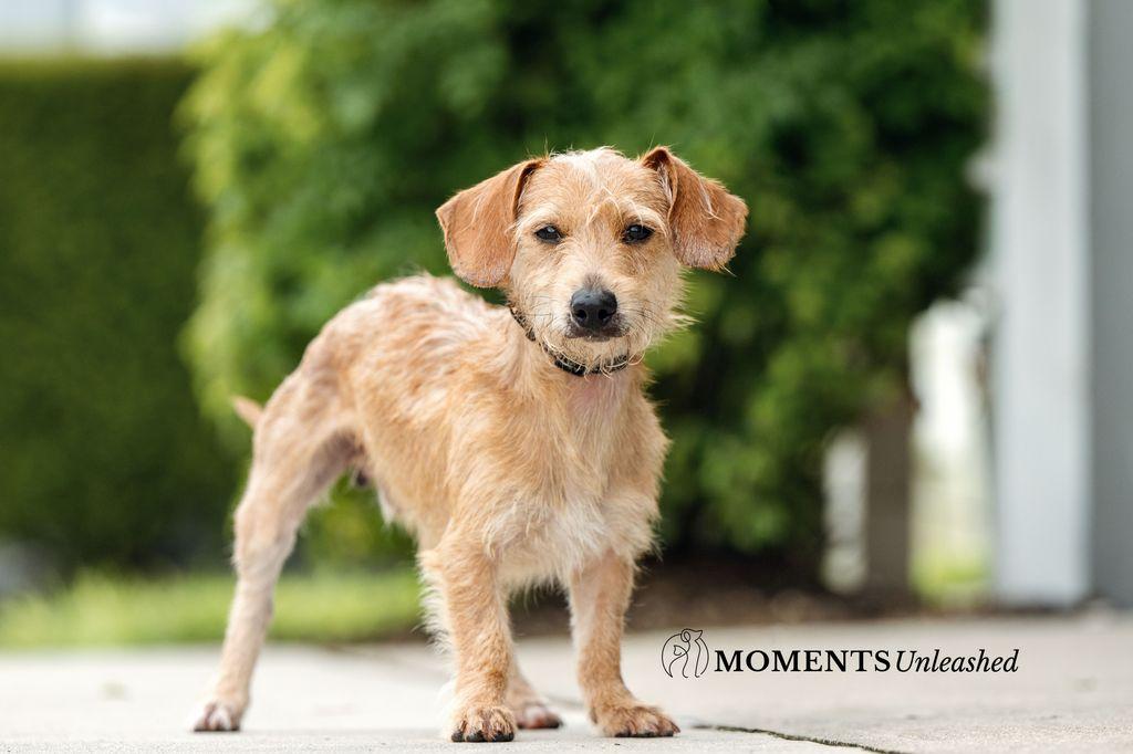 Kip, Adoptable, Adult Male Dachshund.