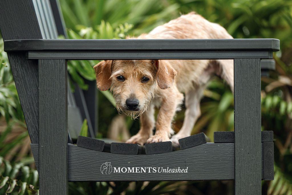 Enlarge Kip, a Adoptable mixed breed in Myakka City, FL image 3/4