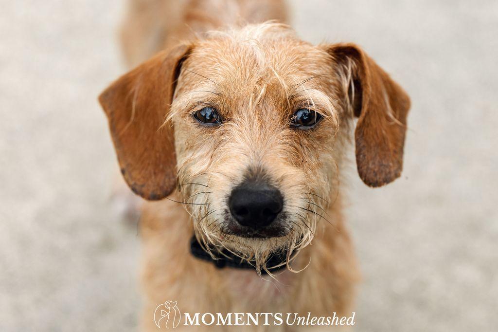 Enlarge Kip, a Adoptable mixed breed in Myakka City, FL image 2/4