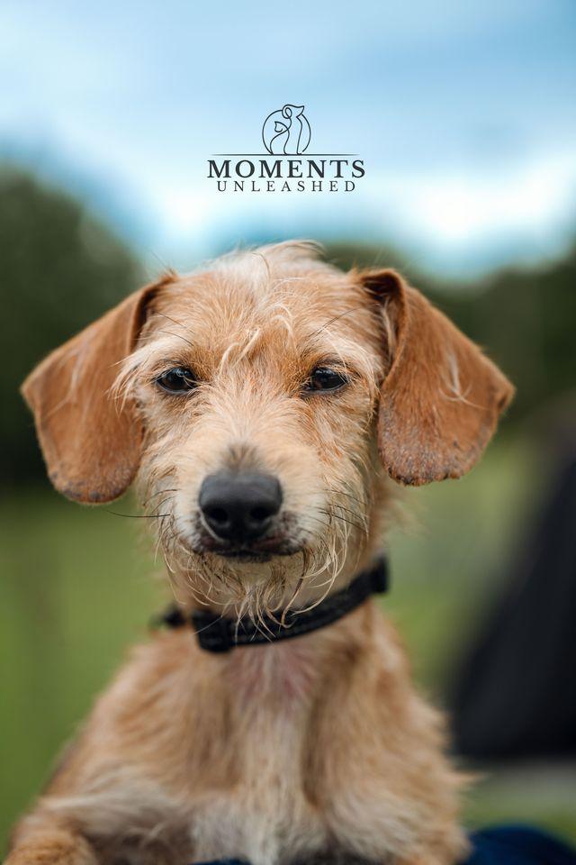 Enlarge Kip, a Adoptable mixed breed in Myakka City, FL image 4/4