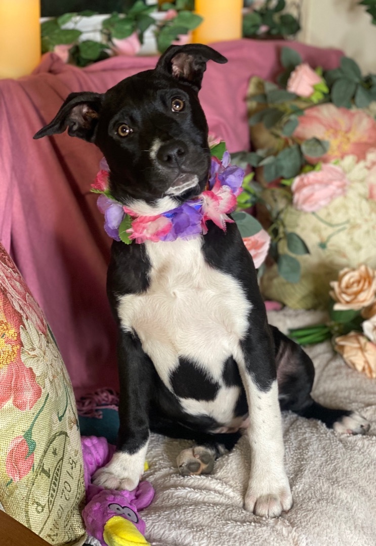 Enlarge Adorable terrier Lab mix young females, 5 months old, Chantel, Natalie, Juliet and Colette, a Adoptable mixed breed in Acton, CA image 1/7