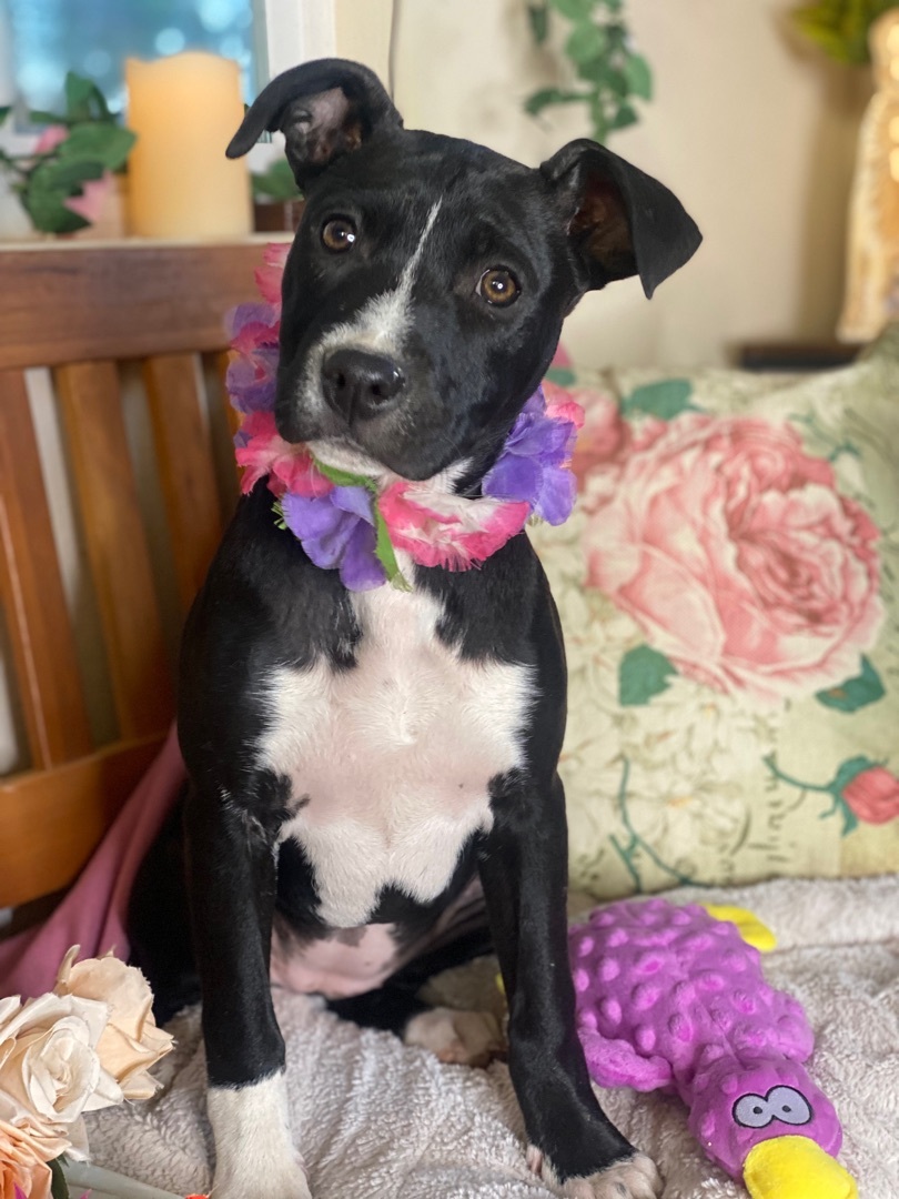 Enlarge Adorable terrier Lab mix young females, 5 months old, Chantel, Natalie, Juliet and Colette, a Adoptable mixed breed in Acton, CA image 2/7