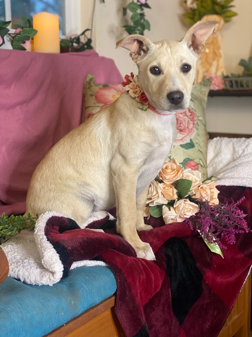 Enlarge Adorable terrier Lab mix young females, 5 months old, Chantel, Natalie, Juliet and Colette, a Adoptable mixed breed in Acton, CA image 3/7