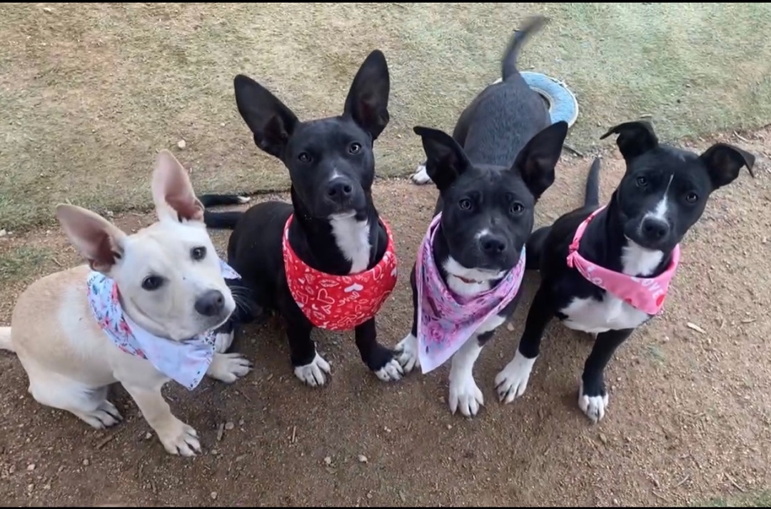 Enlarge Adorable terrier Lab mix young females, 5 months old, Chantel, Natalie, Juliet and Colette, a Adoptable mixed breed in Acton, CA image 4/7