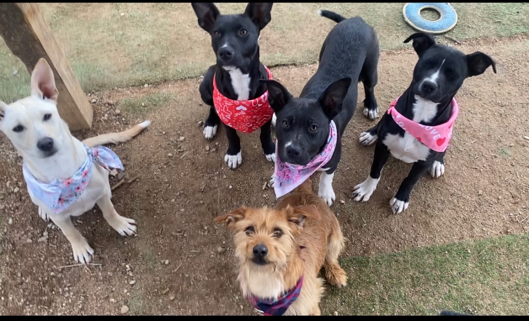Enlarge Adorable terrier Lab mix young females, 5 months old, Chantel, Natalie, Juliet and Colette, a Adoptable mixed breed in Acton, CA image 5/7