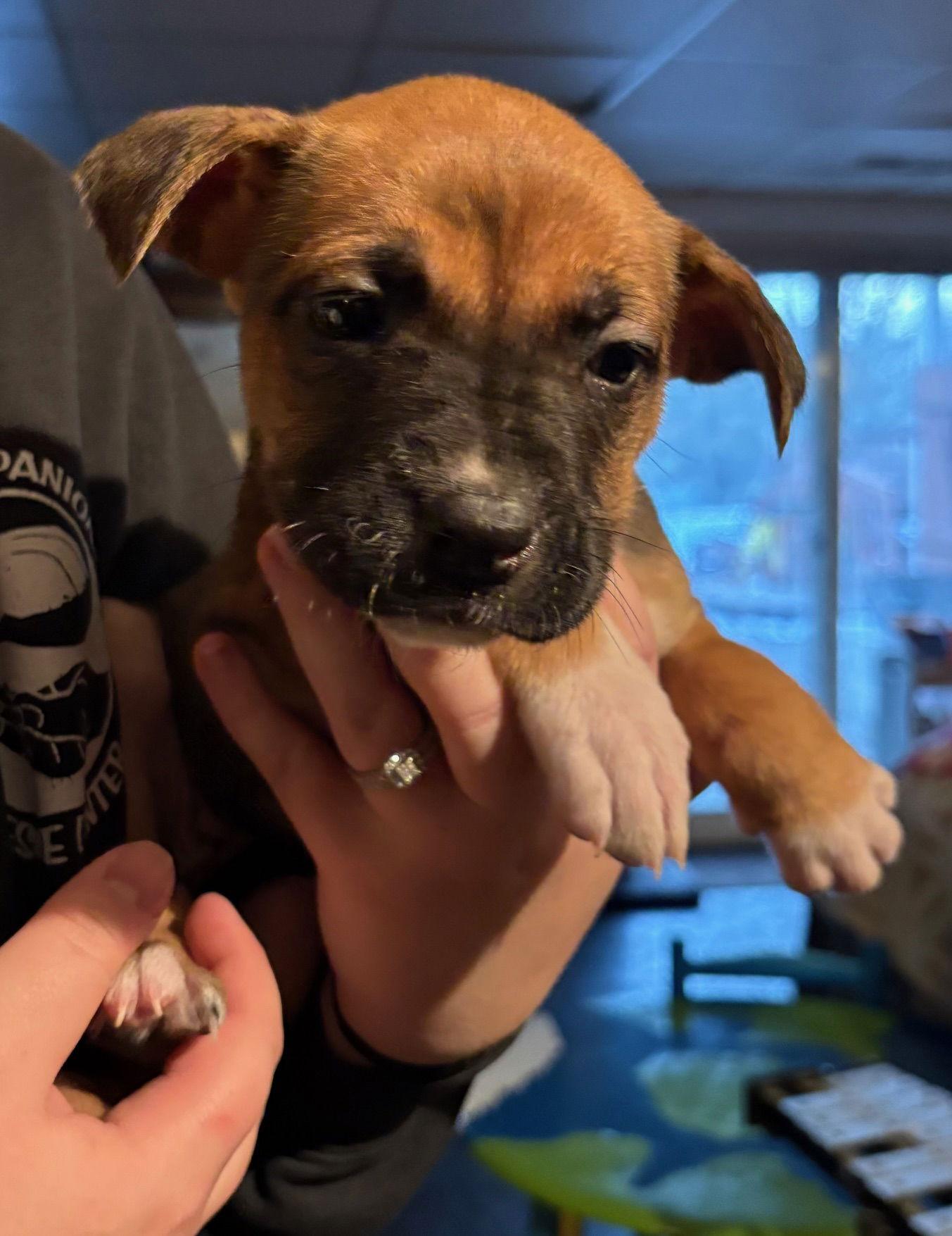 Enlarge Millie, a Adoptable mixed breed in Oxford, MI image 1/1