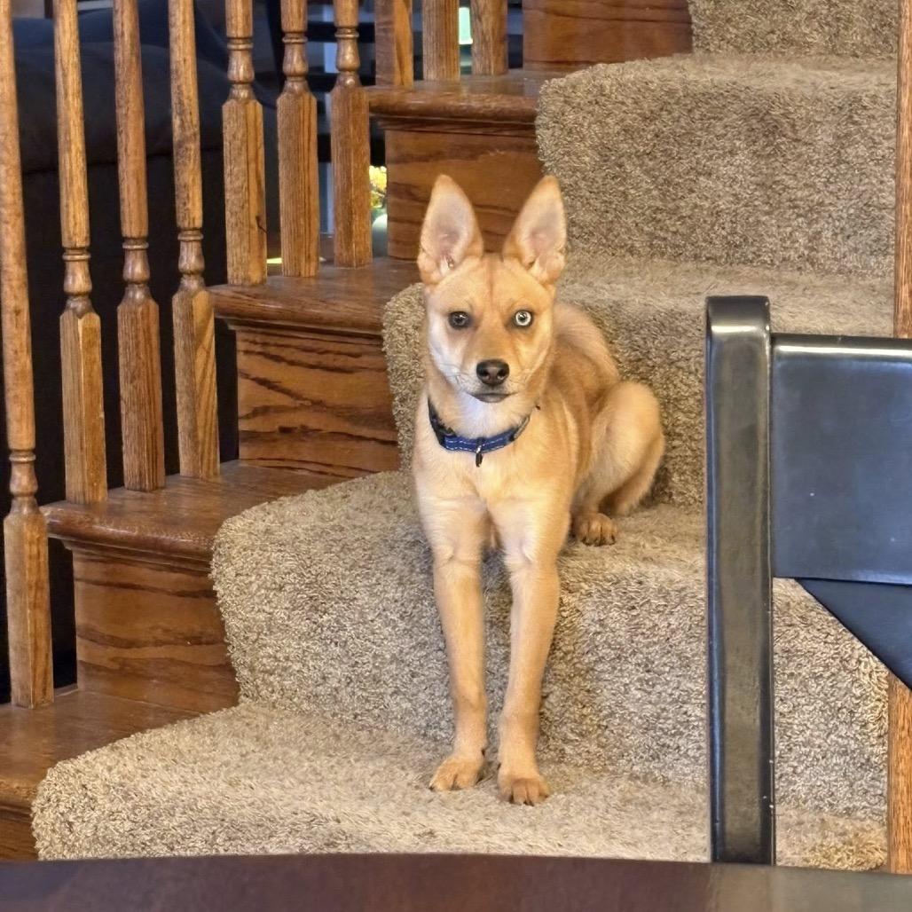 Rose, Adoptable, Young Female Husky & Mixed Breed.