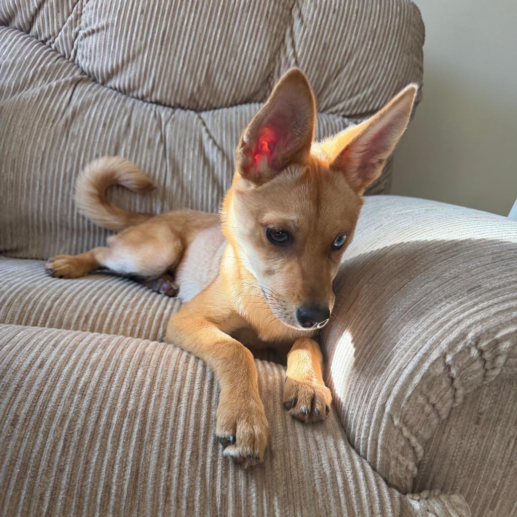 Enlarge Rose, a Adoptable mixed breed in St. Charles, IL image 2/6