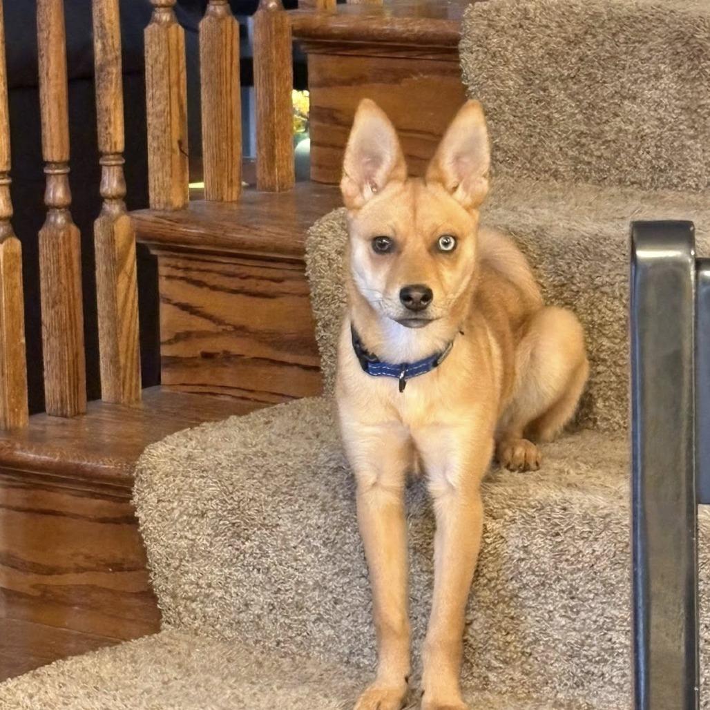 Enlarge Rose, a Adoptable mixed breed in St. Charles, IL image 3/6