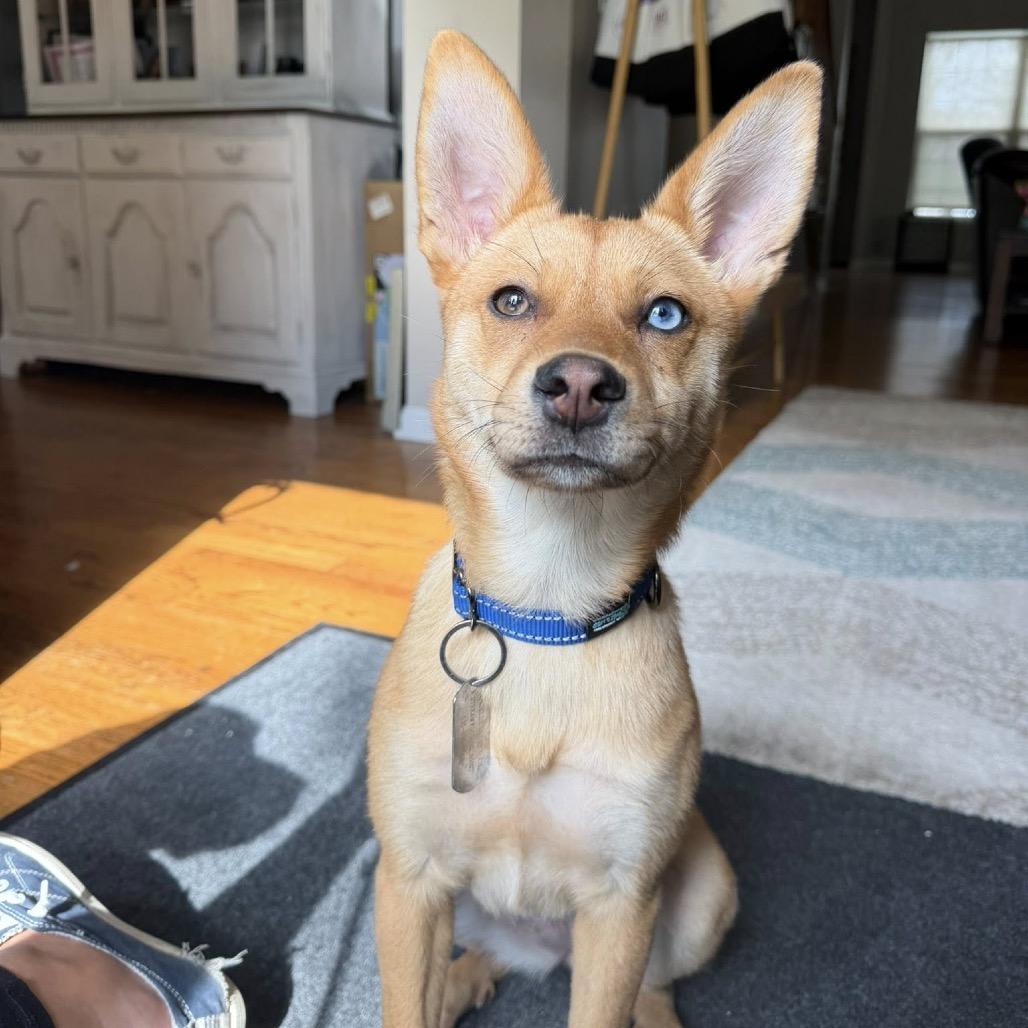 Enlarge Rose, a Adoptable mixed breed in St. Charles, IL image 4/6