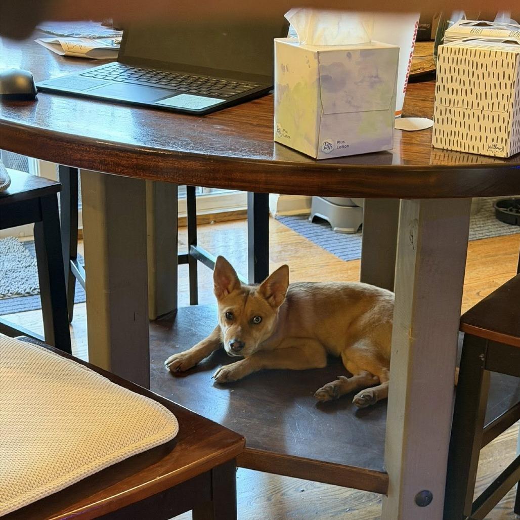 Enlarge Rose, a Adoptable mixed breed in St. Charles, IL image 5/6