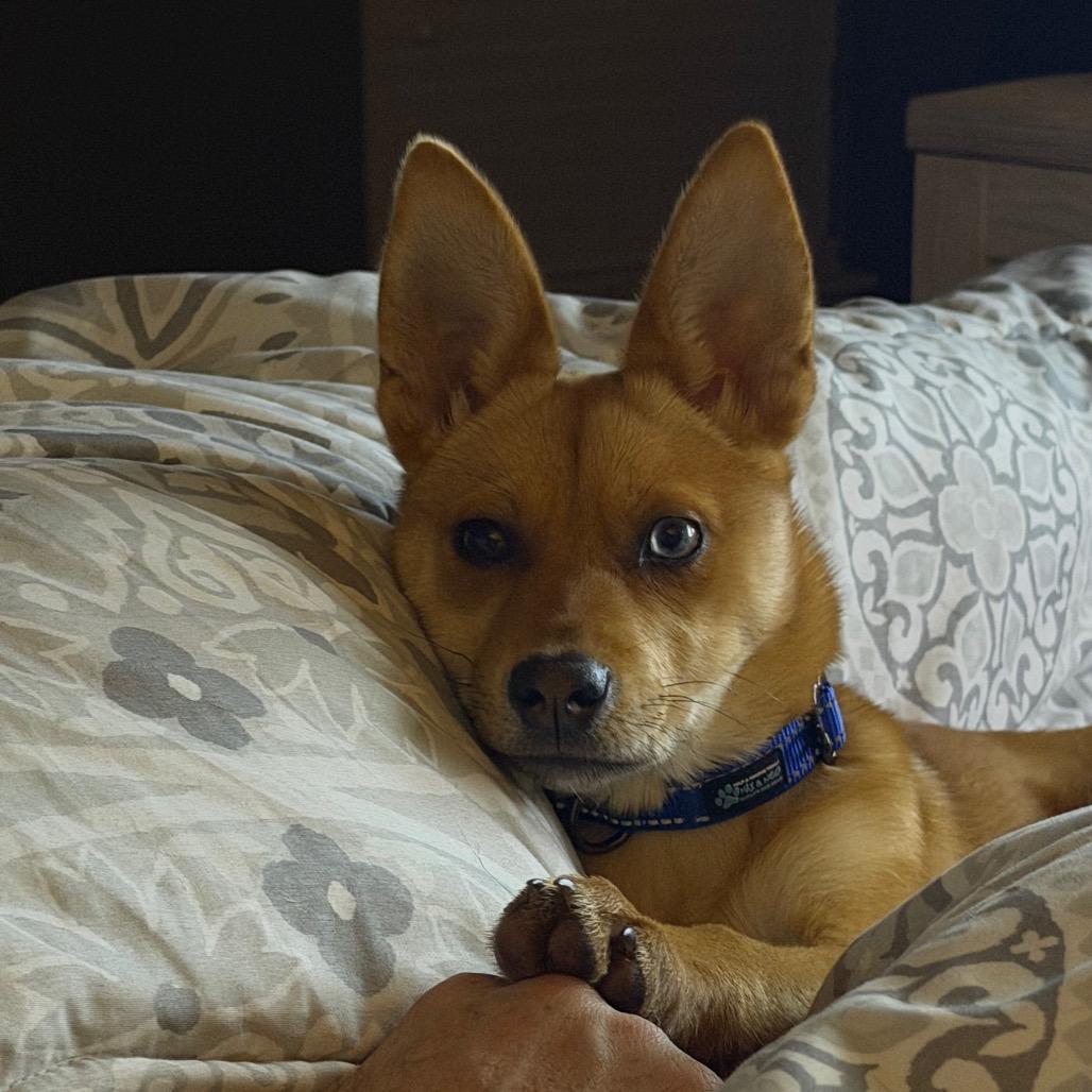 Enlarge Rose, a Adoptable mixed breed in St. Charles, IL image 6/6