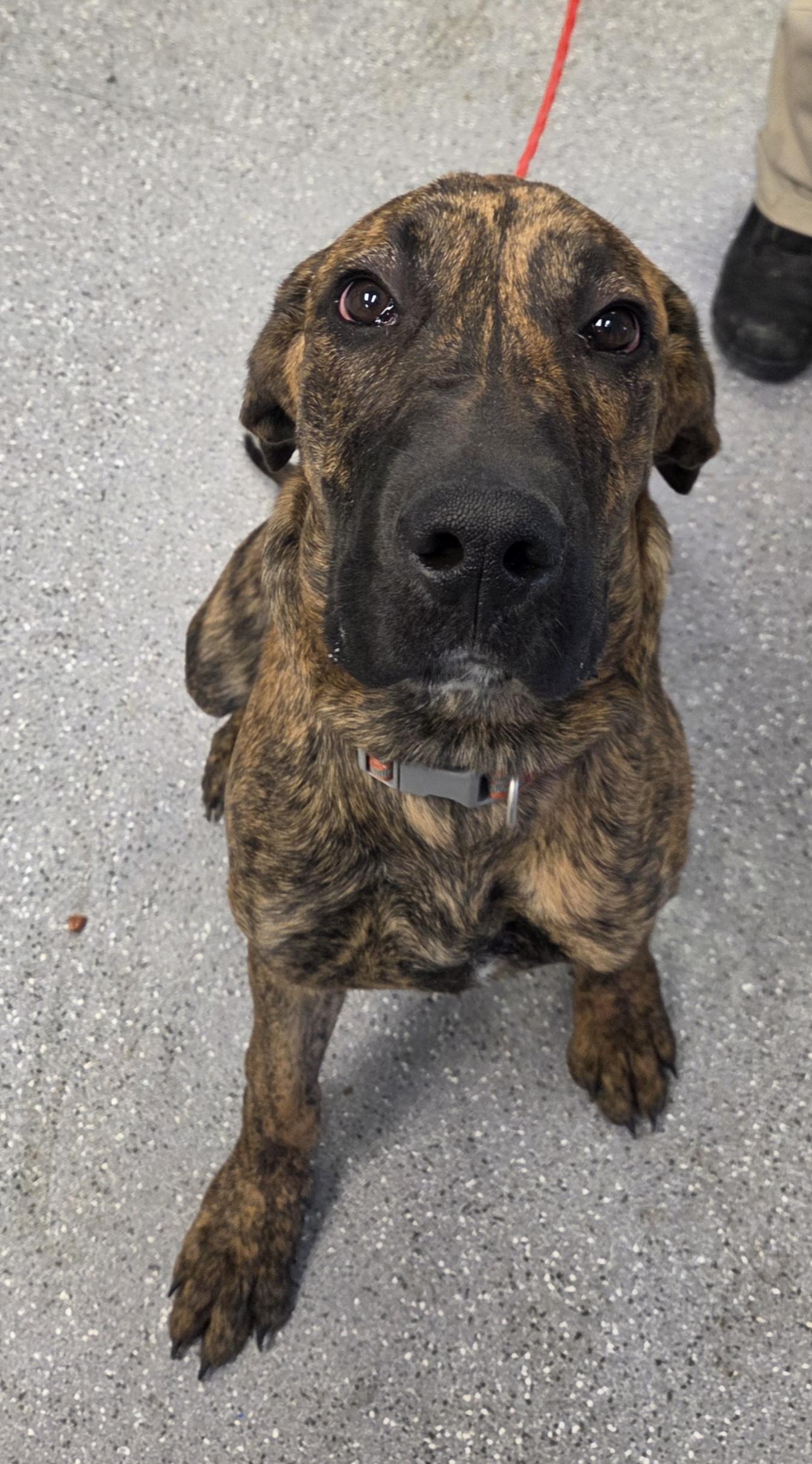 Enlarge Yukon, a ADOPTABLE mixed breed in Watertown, NY image 3/3