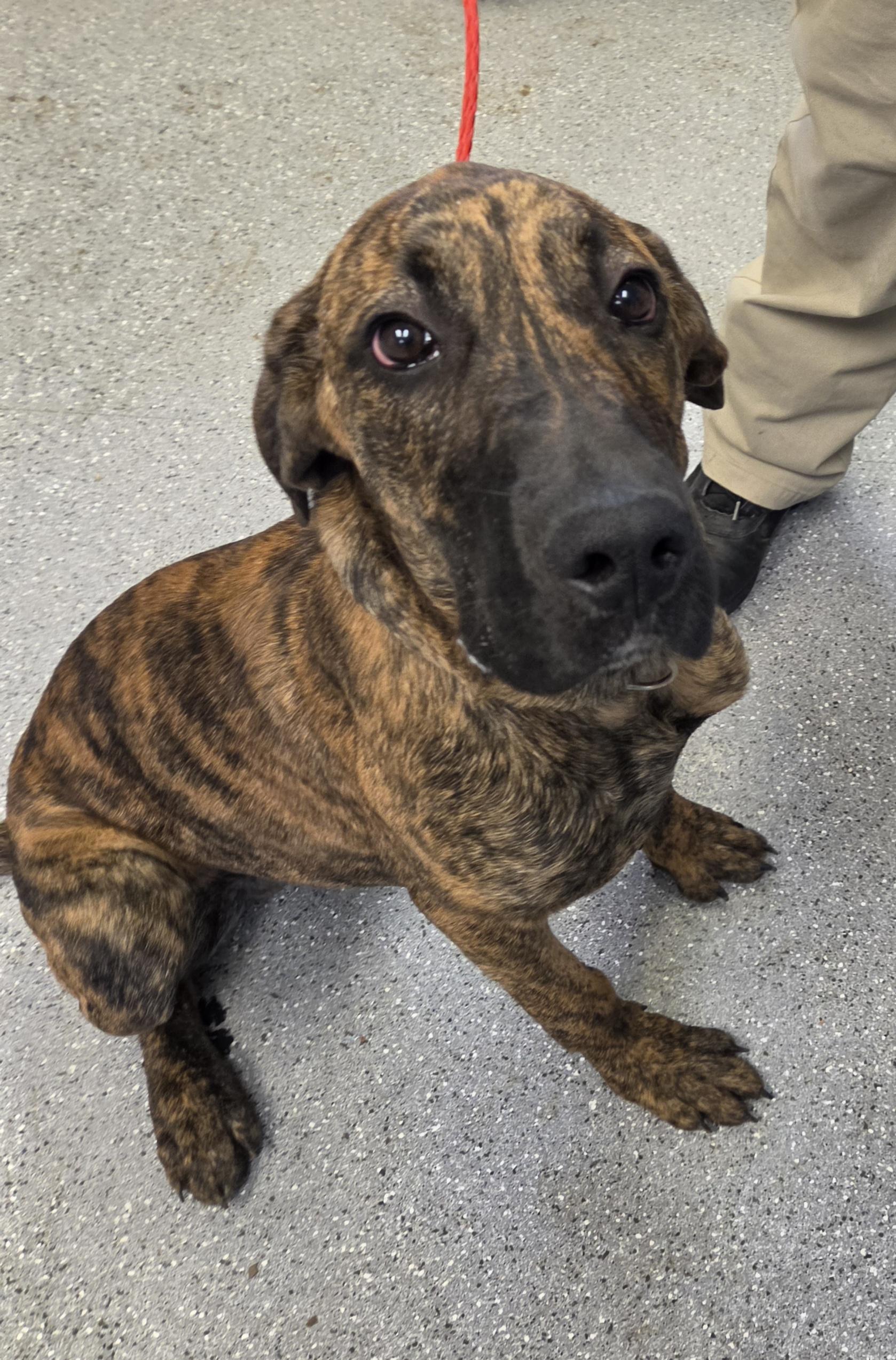 Enlarge Yukon, a ADOPTABLE mixed breed in Watertown, NY image 2/3