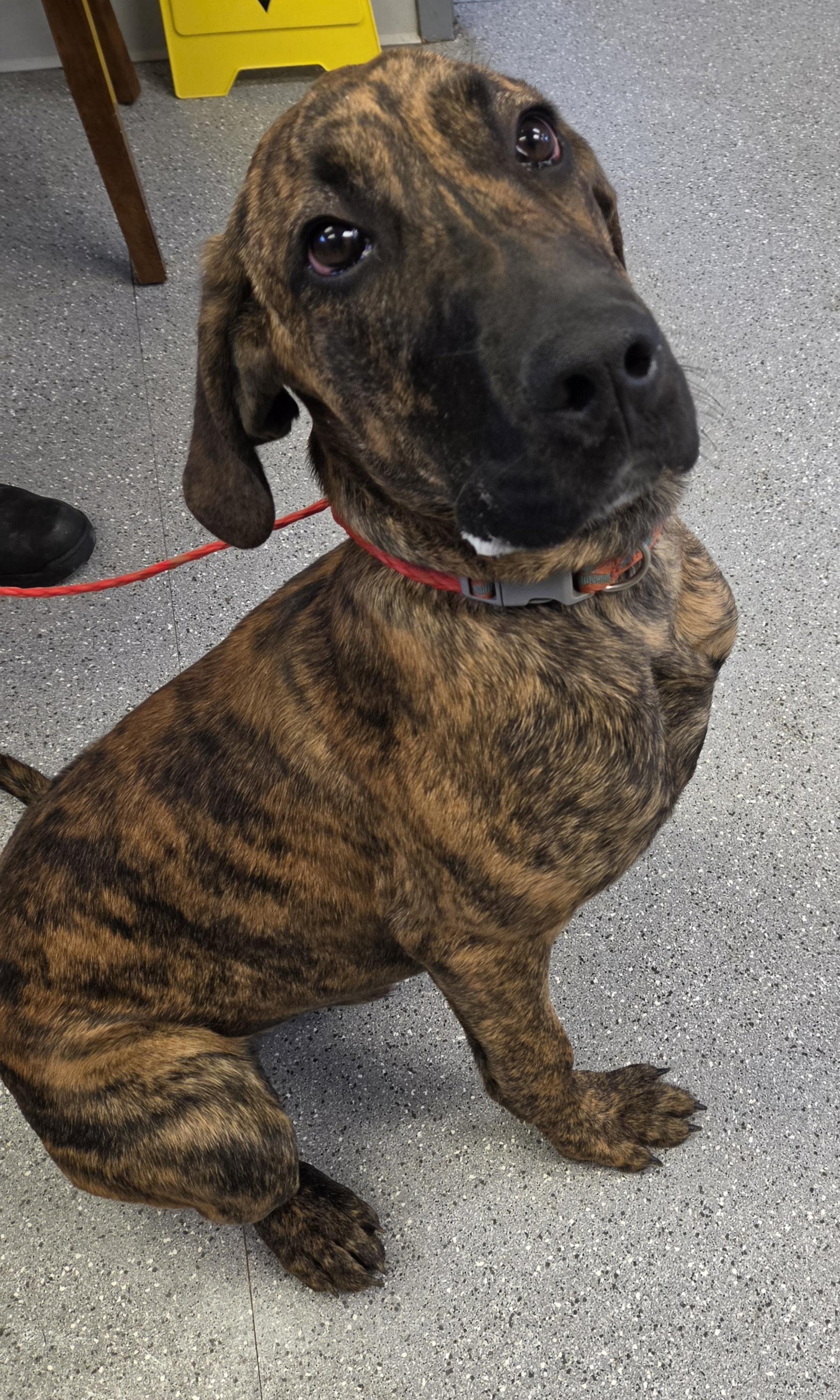 Yukon, ADOPTABLE, Young Male Great Dane & Plott Hound.