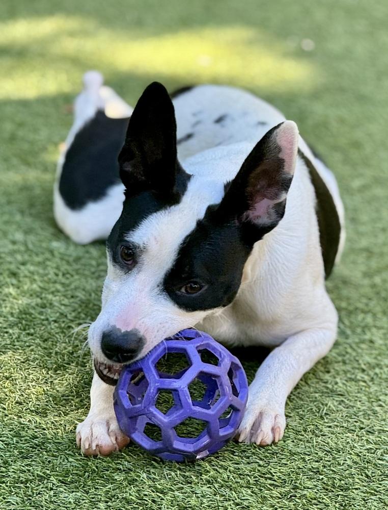 Jane, Adoptable, Adult Female Mixed Breed.