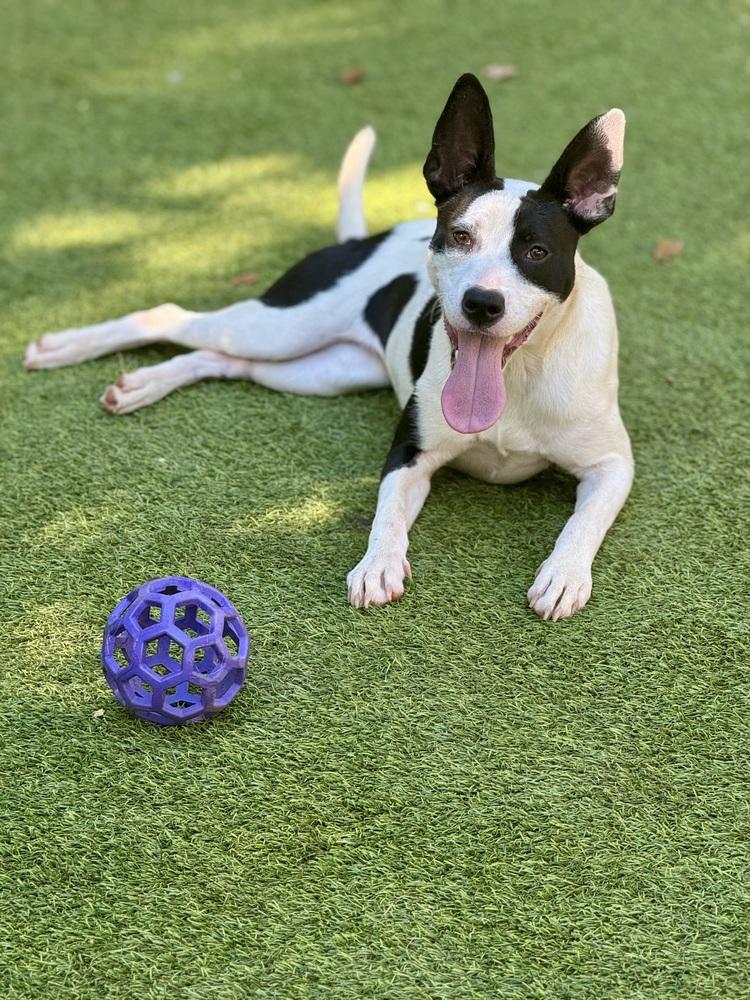 Enlarge Jane, a Adoptable mixed breed in Dunwoody, GA image 2/4