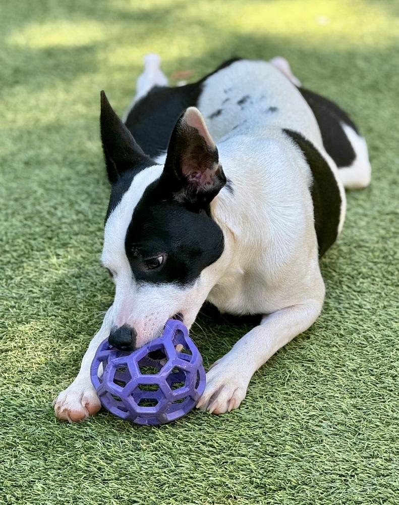 Enlarge Jane, a Adoptable mixed breed in Dunwoody, GA image 4/4