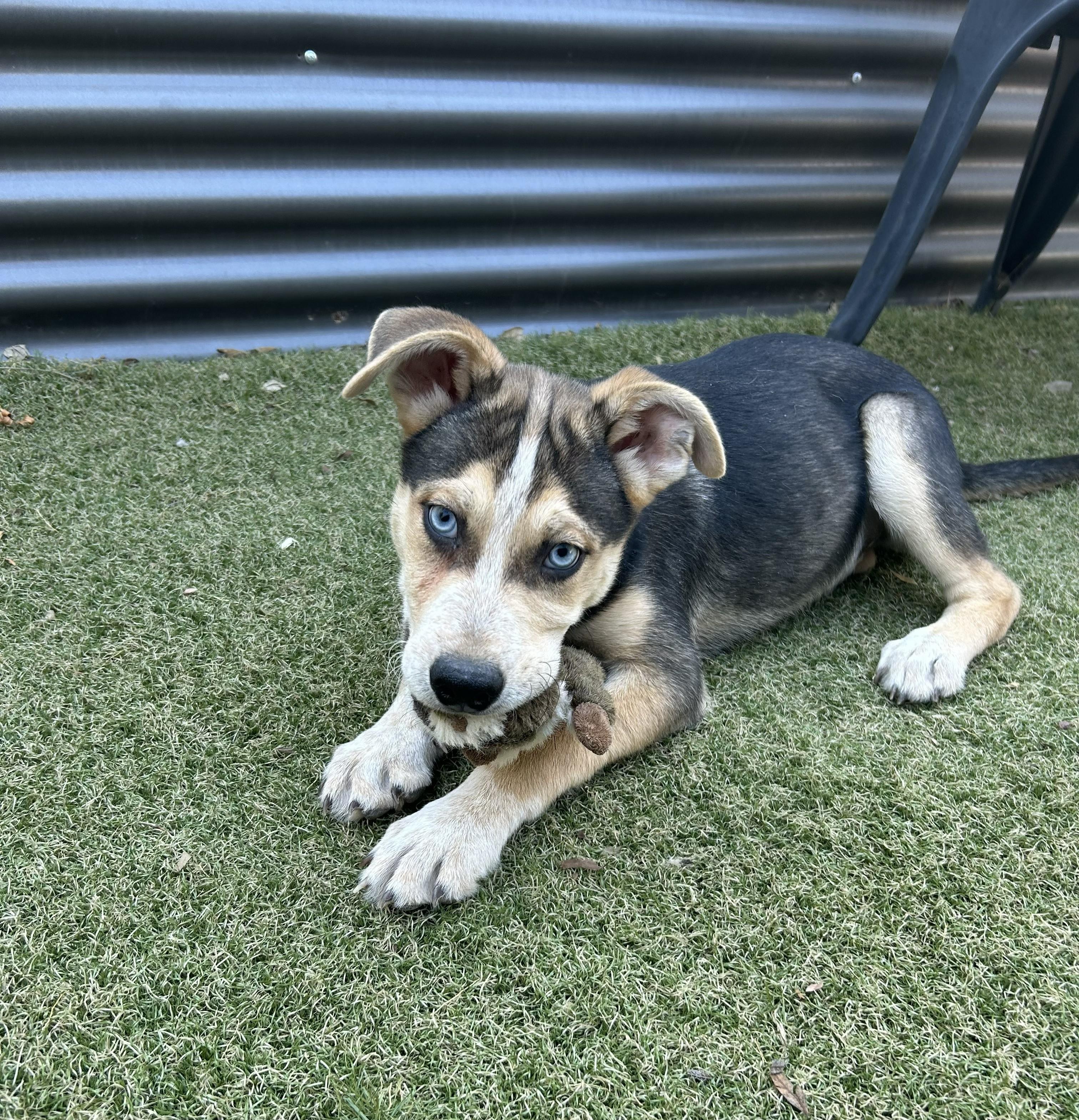 Enlarge Mather, a ADOPTABLE mixed breed in Apache Junction, AZ image 2/4