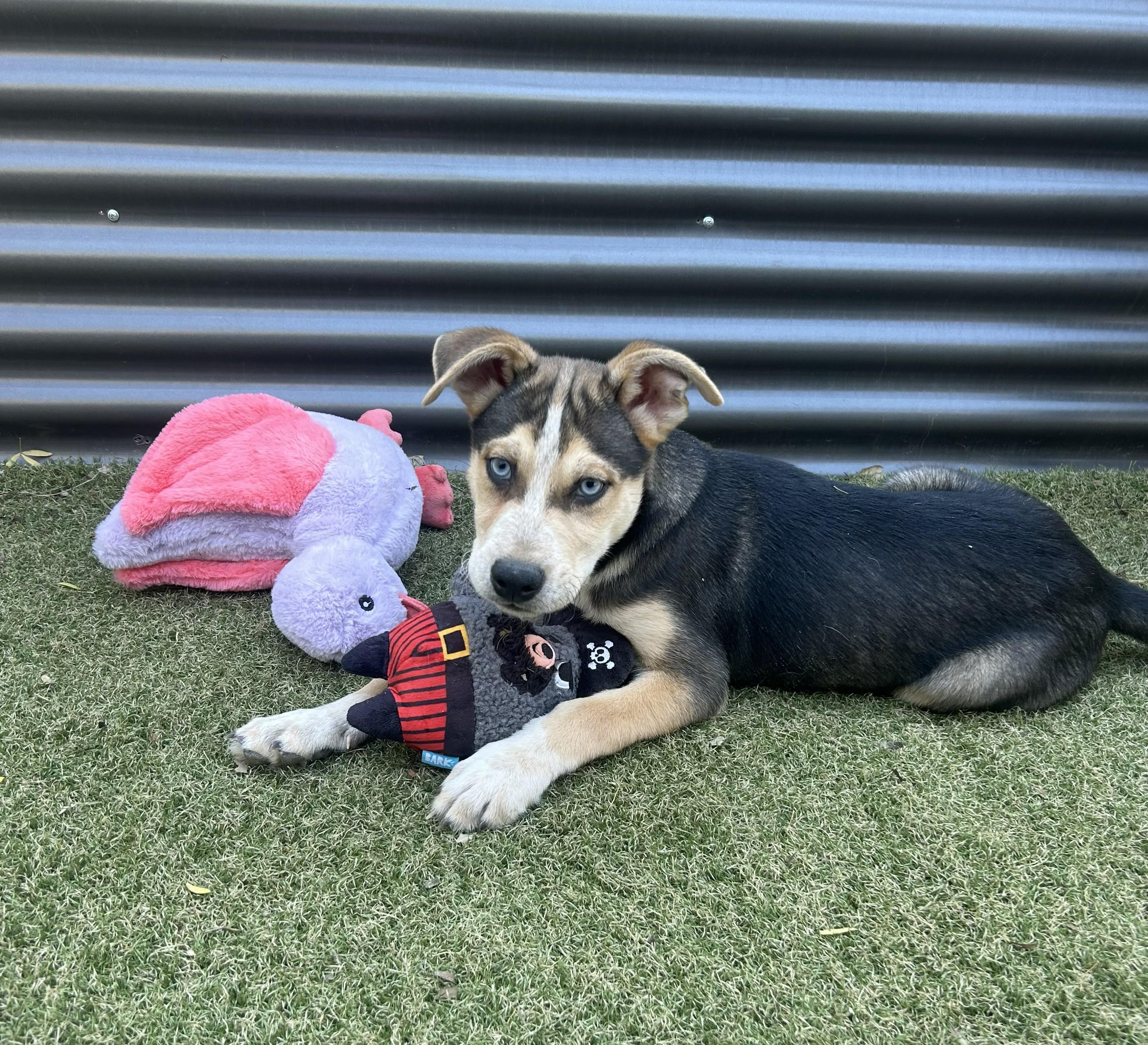 Enlarge Mather, a ADOPTABLE mixed breed in Apache Junction, AZ image 1/4