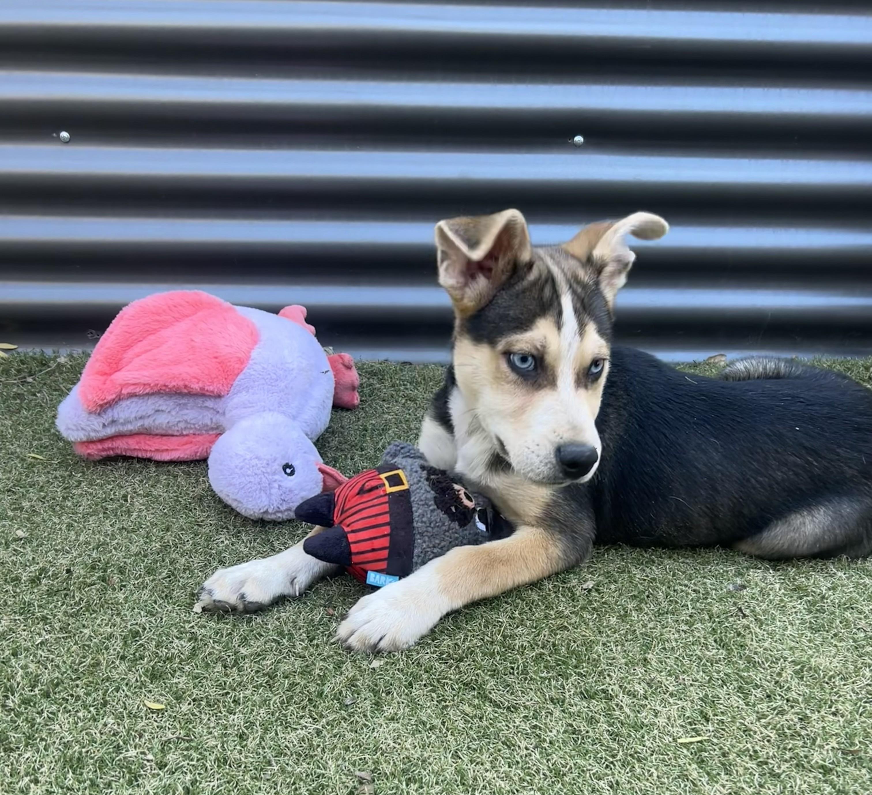 Enlarge Mather, a ADOPTABLE mixed breed in Apache Junction, AZ image 3/4